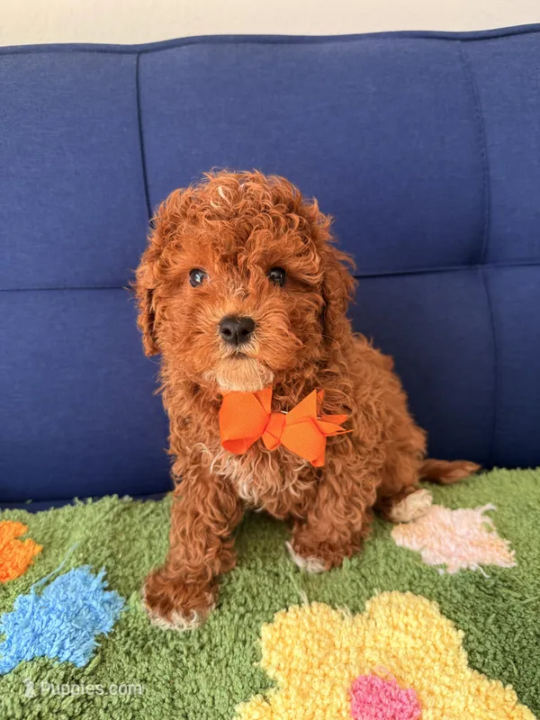 Teddy – Cavapoo, Poodle - Toy  puppy for sale in Covina, CA
