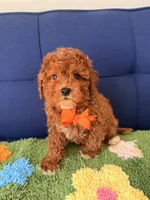 Teddy, a male Cavapoo and Poodle - Toy  for sale in Covina, CA – Photo 3 of 3