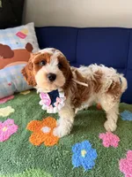 Lily, a female Cavapoo and Poodle - Toy  for sale in Covina, CA – 3 of 4