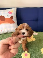 cooper, a male Cavapoo and Poodle - Toy  for sale in Covina, CA – 3 of 3