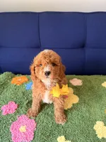Buddy（toy size）, a male Poodle - Toy  and Miniature Goldendoodle for sale in Covina, CA – 2 of 3