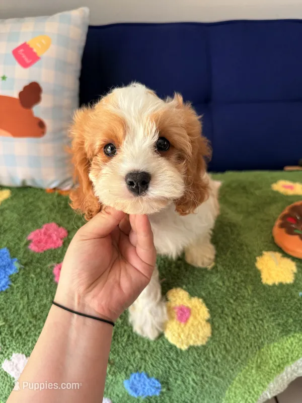 Charlie – Cavapoo, Poodle - Toy  puppy for sale in Covina, CA