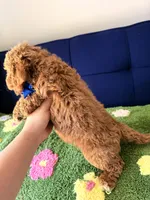 max（toy size）, a male Poodle - Toy  and Miniature Goldendoodle for sale in Covina, CA – 3 of 3