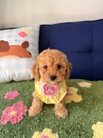 Lucy, a female Cavapoo and Poodle - Toy  for sale in Covina, CA – 2 of 3