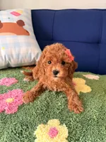 bella（teacup）, a female Cavapoo and Poodle - Toy  for sale in Covina, CA – 3 of 3