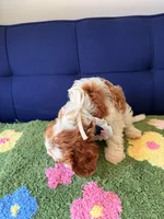 Lily, a female Cavapoo and Poodle - Toy  for sale in Covina, CA – 2 of 4