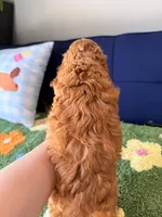 Cookie, a male Cockapoo and Poodle - Toy  for sale in Covina, CA – 3 of 3