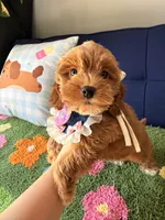 Lola, a female Cockapoo and Poodle - Toy  for sale in Covina, CA – 3 of 3