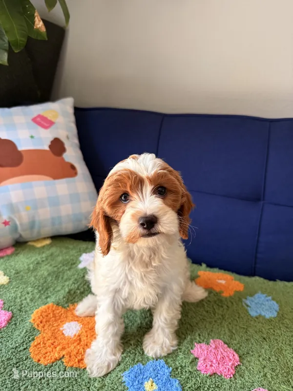 Luna – Cavapoo, Poodle - Toy  puppy for sale in Covina, CA