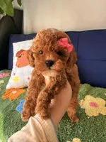 Lily, a female Cavapoo and Poodle - Toy  for sale in Covina, CA – 2 of 3