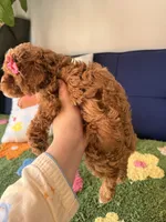 Lily, a female Cavapoo and Poodle - Toy  for sale in Covina, CA – 3 of 3