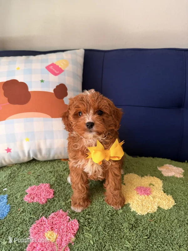 bobby, a male Cavapoo and Poodle - Toy  for sale in Covina, CA – 1 of 3