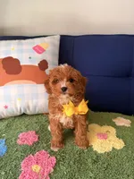 bobby, a male Cavapoo and Poodle - Toy  for sale in Covina, CA – 1 of 3