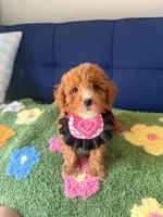 coco（toy size）, a female Poodle - Toy  and Miniature Goldendoodle for sale in Covina, CA – 2 of 3