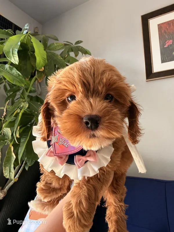 Lola – Cockapoo, Poodle - Toy  puppy for sale in Covina, CA
