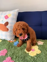 coco, a female Cavapoo and Poodle - Toy  for sale in Covina, CA – 2 of 3