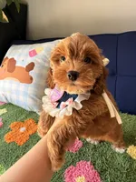 Lola, a female Cockapoo and Poodle - Toy  for sale in Covina, CA – 2 of 3