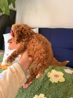 bella（teacup）, a female Cavapoo and Poodle - Toy  for sale in Covina, CA – 2 of 3