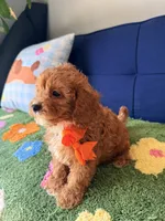 Rocky, a male Cavapoo and Poodle - Toy  for sale in Covina, CA – 3 of 3