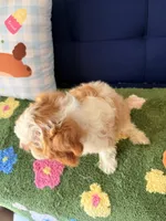 Charlie, a male Cavapoo and Poodle - Toy  for sale in Covina, CA – 2 of 3