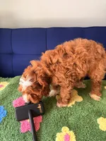 donut, a male Cockapoo and Poodle - Toy  for sale in Covina, CA – Photo 3 of 3