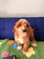 donut, a male Cockapoo and Poodle - Toy  for sale in Covina, CA – Photo 2 of 3