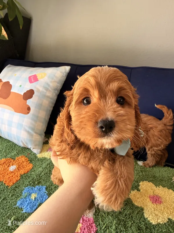 Cookie – Cockapoo, Poodle - Toy  puppy for sale in Covina, CA