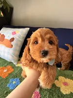 Cookie, a male Cockapoo and Poodle - Toy  for sale in Covina, CA – 1 of 3