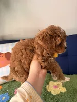 bobby, a male Cavapoo and Poodle - Toy  for sale in Covina, CA – 2 of 3