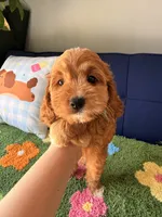 Cookie, a male Cockapoo and Poodle - Toy  for sale in Covina, CA – 2 of 3