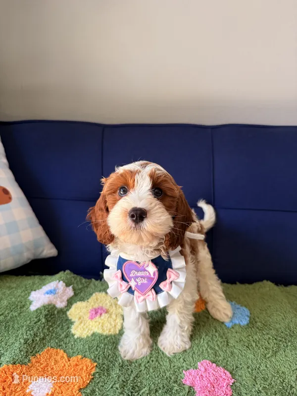Lily – Cavapoo, Poodle - Toy  puppy for sale in Covina, CA