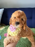 Molly, a female Cavapoo and Poodle - Toy  for sale in Covina, CA – 3 of 3