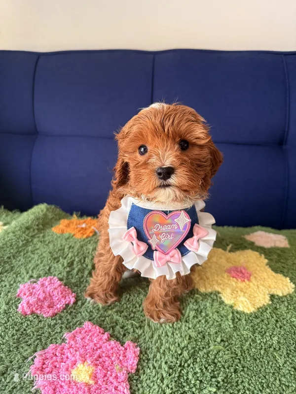 Lucy – Cavapoo, Poodle - Toy  puppy for sale in Covina, CA