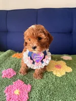 Lucy, a female Cavapoo and Poodle - Toy  for sale in Covina, CA – Photo 2 of 3