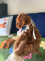 Lucy, a female Cavapoo and Poodle - Toy  for sale in Covina, CA – Photo 3 of 3