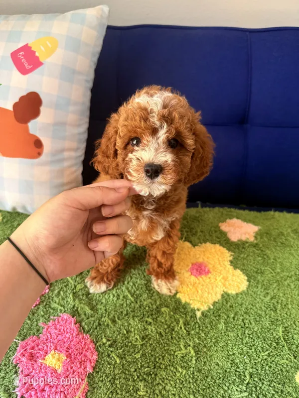 Cooper （teacup） – Cavapoo, Poodle - Toy  puppy for sale in Covina, CA