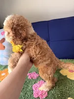 Waffles, a male Cavapoo and Poodle - Toy  for sale in Covina, CA – 3 of 3