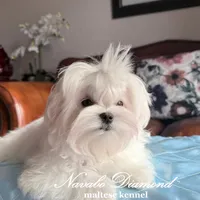 King, a male Maltese for sale in Snowville, UT – Photo 3 of 6