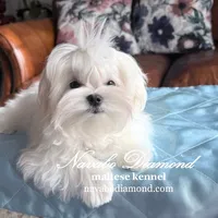 King, a male Maltese for sale in Snowville, UT – Photo 4 of 6