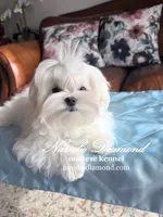 processed/55805078-54e0-48a8-9f1f-82f7cb14f203/listing/12bd27d9-241d-42ca-be83-2d566f580c8c/264d7c95-65a7-4ed6-99e2-2f182a6d20e7