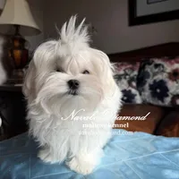 King, a male Maltese for sale in Snowville, UT – Photo 2 of 6