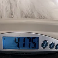 King, a male Maltese for sale in Snowville, UT – Photo 6 of 6