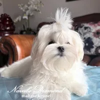 King, a male Maltese for sale in Snowville, UT – Photo 1 of 6