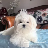 King, a male Maltese for sale in Snowville, UT – Photo 5 of 6