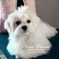 Henry, a male Maltese for sale in Snowville, UT – Photo 4 of 4