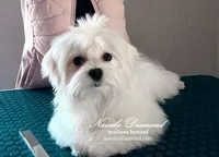 Henry, a male Maltese for sale in Snowville, UT – Photo 4 of 4