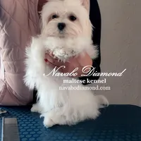Henry, a male Maltese for sale in Snowville, UT – Photo 2 of 4