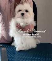 Henry, a male Maltese for sale in Snowville, UT – Photo 2 of 4