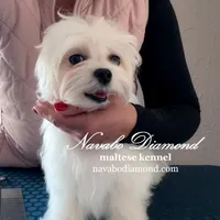 Henry, a male Maltese for sale in Snowville, UT – Photo 1 of 4