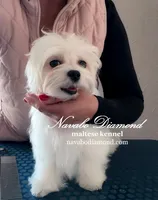 Henry, a male Maltese for sale in Snowville, UT – Photo 1 of 4